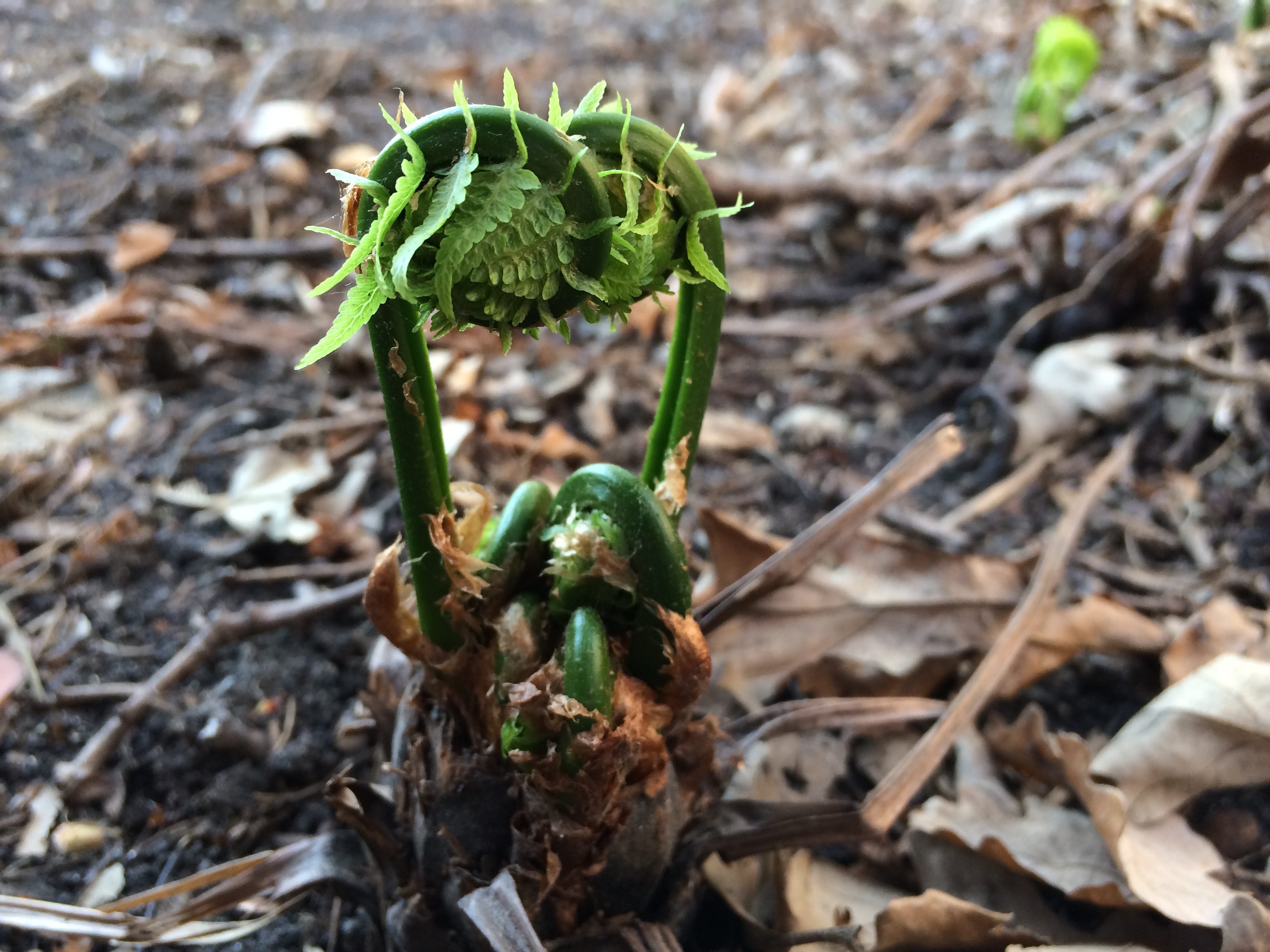 fern fiddlehead