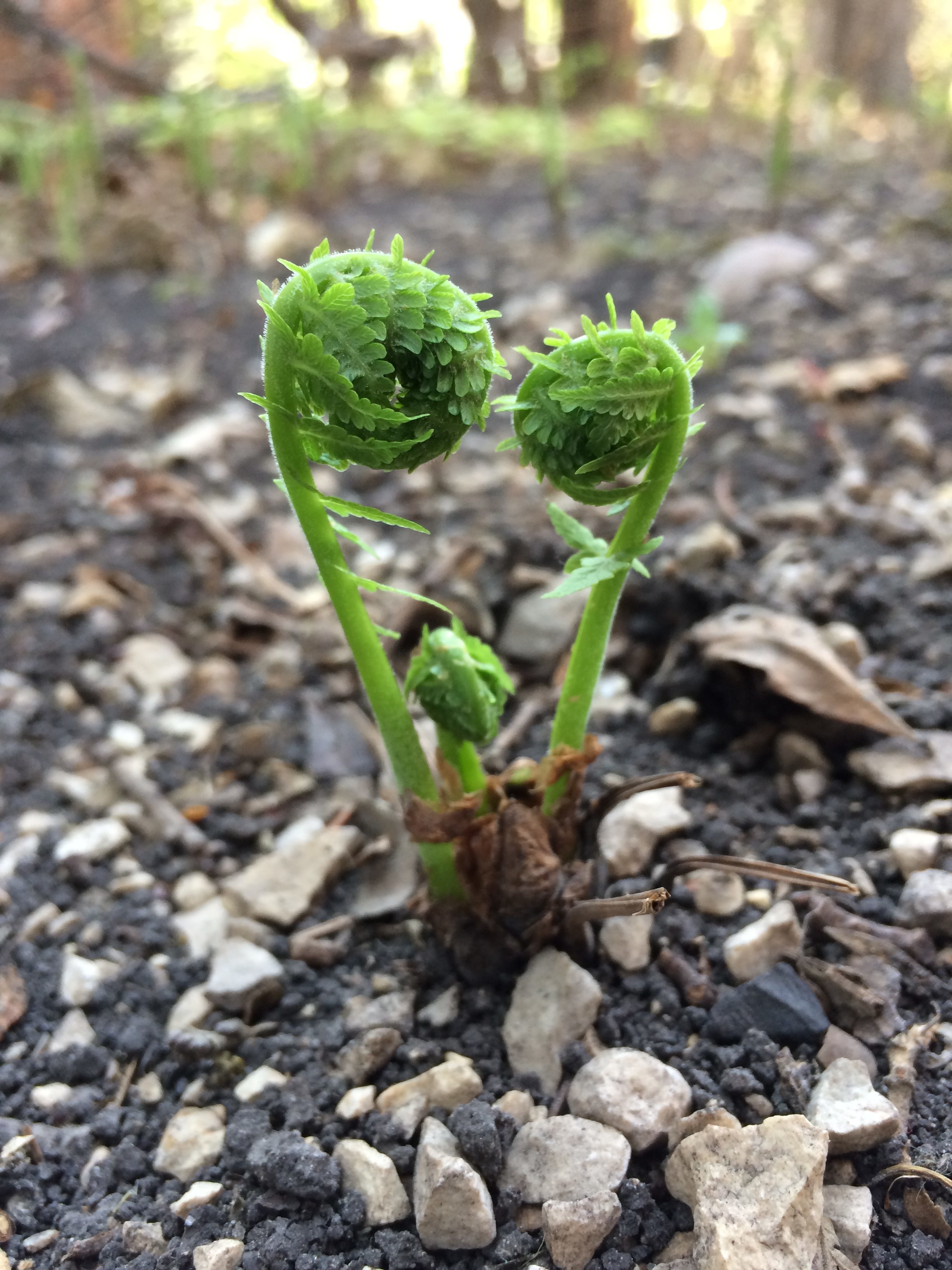 fern fiddlehead